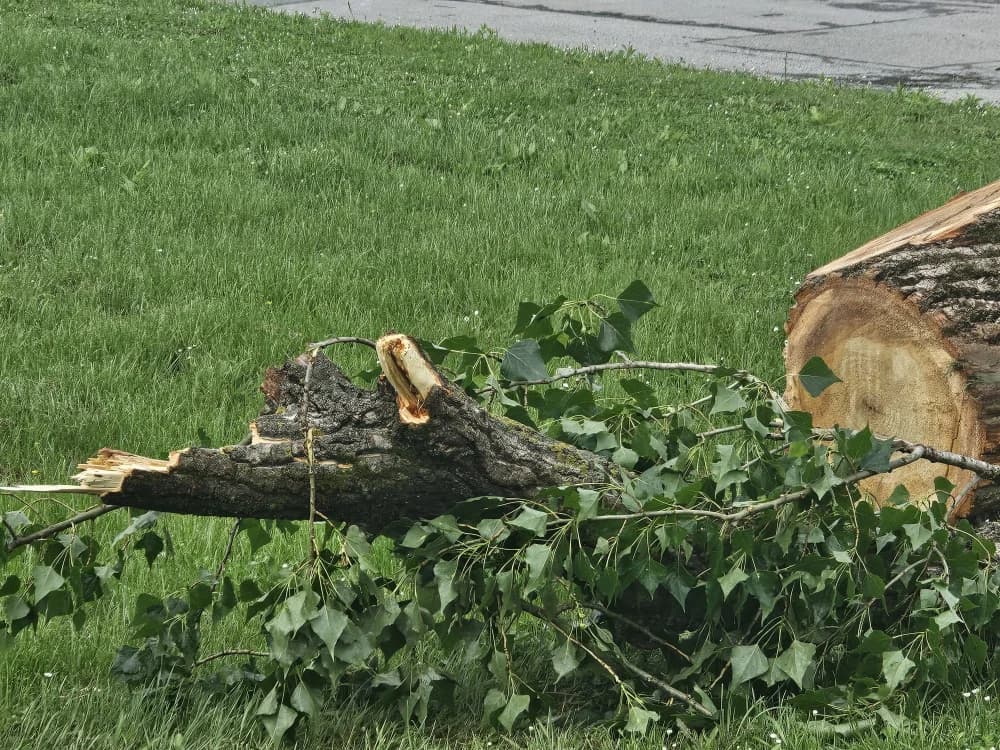 Zbog dotrajalosti srušena stabala kanadske topole uz Državnu cestu u Osječkoj ulici (FOTO-VIDEO)