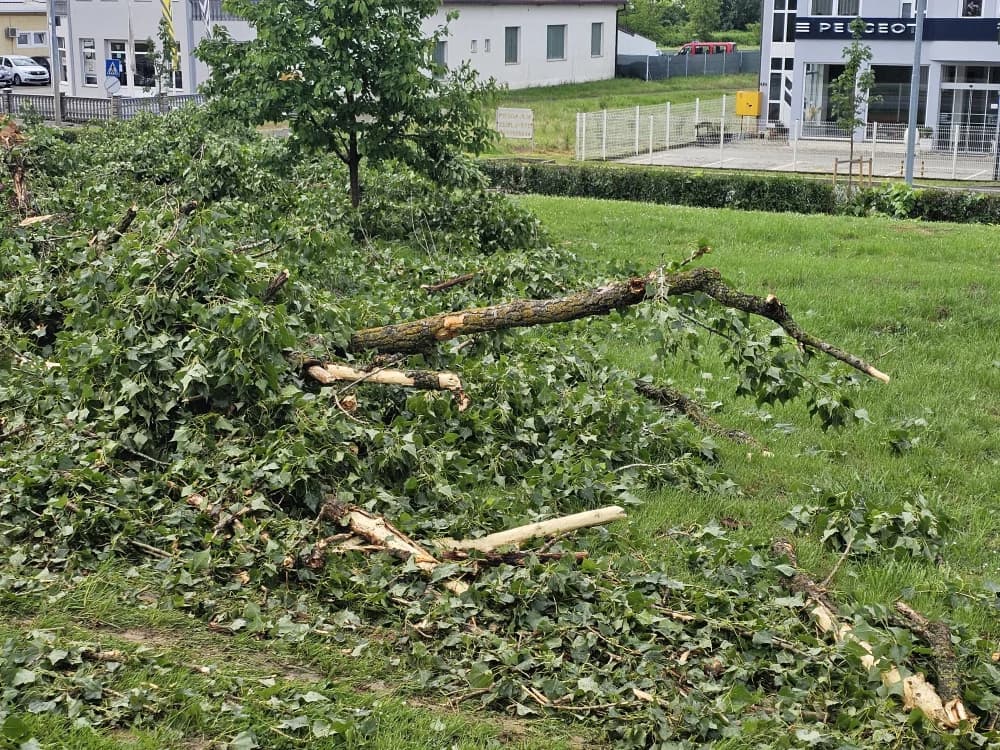 Zbog dotrajalosti srušena stabala kanadske topole uz Državnu cestu u Osječkoj ulici (FOTO-VIDEO)