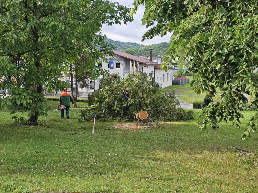 Zbog dotrajalosti srušena stabala kanadske topole uz Državnu cestu u Osječkoj ulici (FOTO-VIDEO)