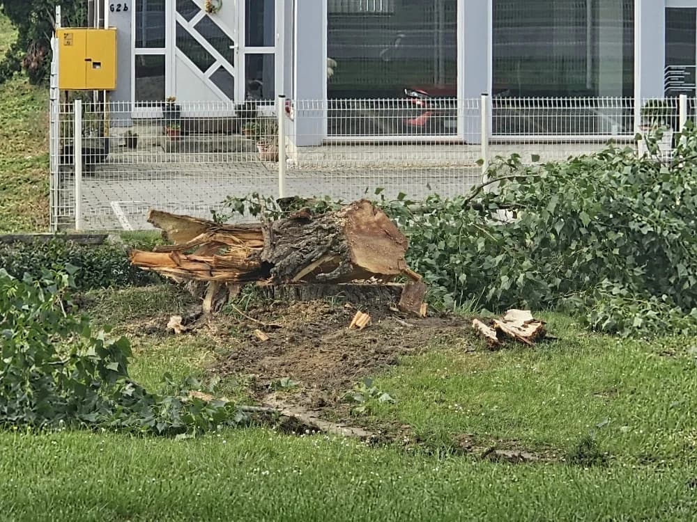 Zbog dotrajalosti srušena stabala kanadske topole uz Državnu cestu u Osječkoj ulici (FOTO-VIDEO)