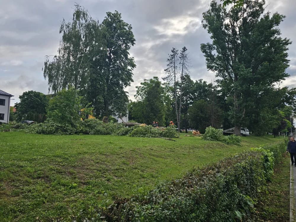 Zbog dotrajalosti srušena stabala kanadske topole uz Državnu cestu u Osječkoj ulici (FOTO-VIDEO)