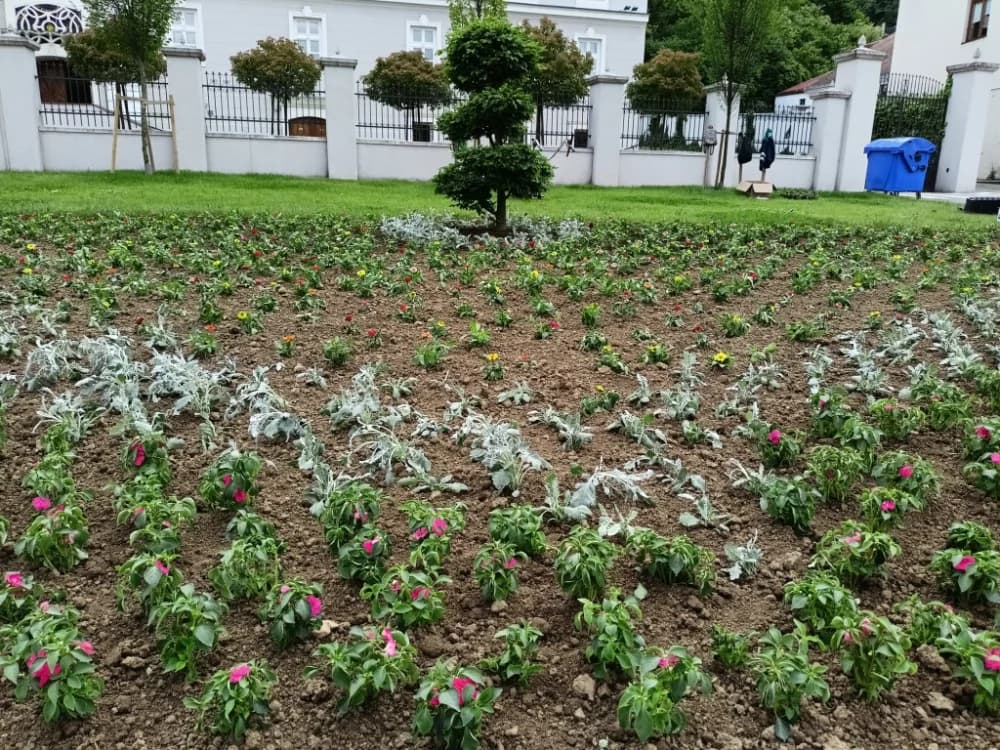 [FOTO] Započela sadnja cvijeća na gradskim zelenim površinama