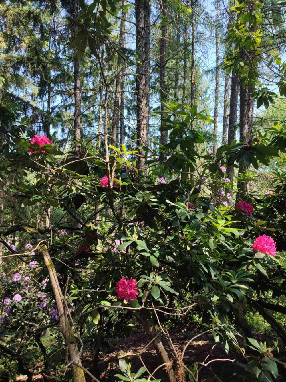 POHOD PO SUSJEDSTVU: Planinari Sokolovca posjetili Rupnicu i Arboretum Lisičine