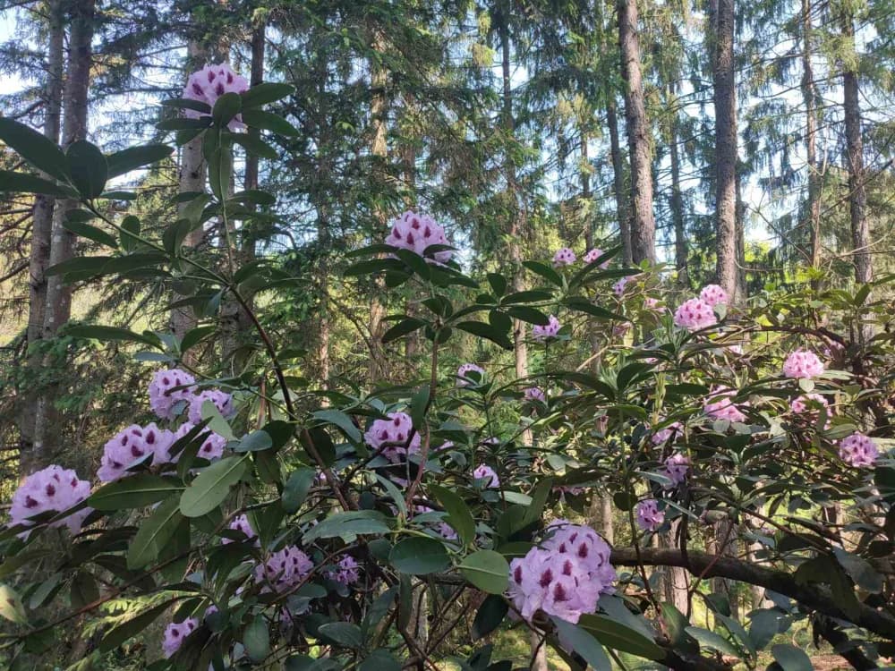 POHOD PO SUSJEDSTVU: Planinari Sokolovca posjetili Rupnicu i Arboretum Lisičine