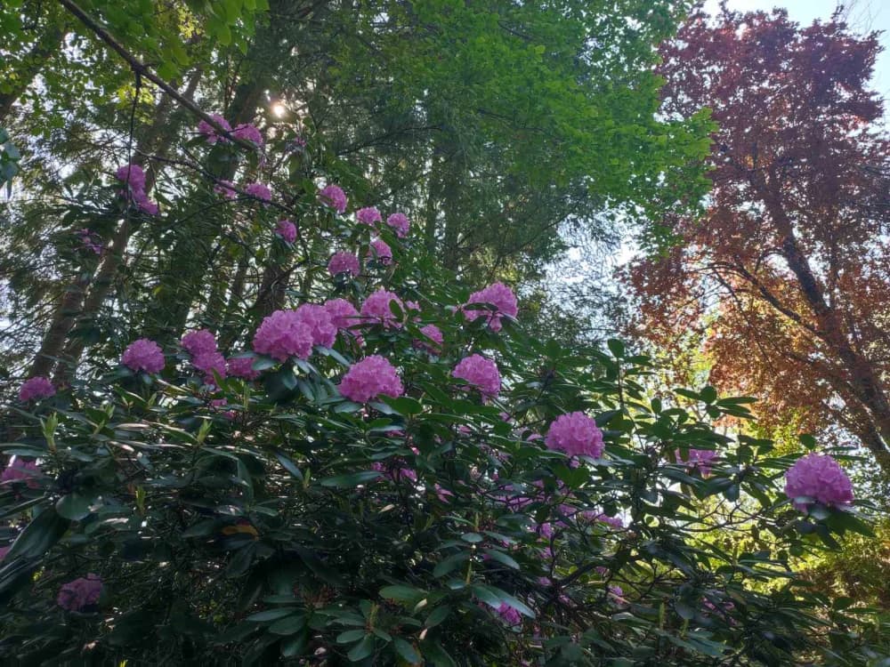 POHOD PO SUSJEDSTVU: Planinari Sokolovca posjetili Rupnicu i Arboretum Lisičine