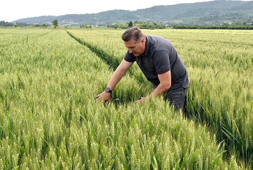 DAN POLJA U ZAVRŠJU: Stručnjaci i poljodjelci na njivi pšenice  i ječma razmijenili iskustva o uzgoju žitarica