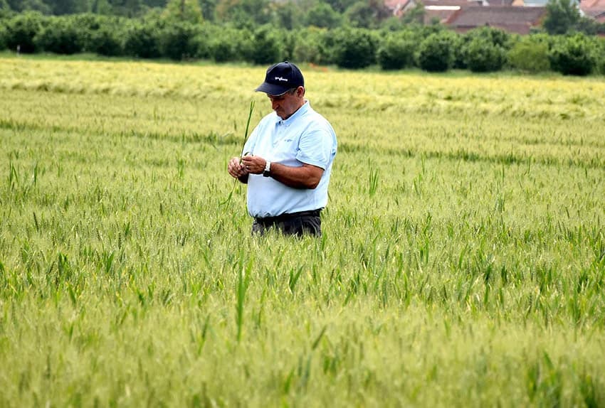 DAN POLJA U ZAVRŠJU: Stručnjaci i poljodjelci na njivi pšenice  i ječma razmijenili iskustva o uzgoju žitarica
