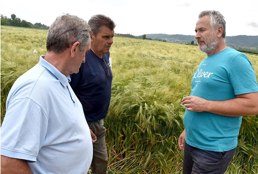 DAN POLJA U ZAVRŠJU: Stručnjaci i poljodjelci na njivi pšenice  i ječma razmijenili iskustva o uzgoju žitarica
