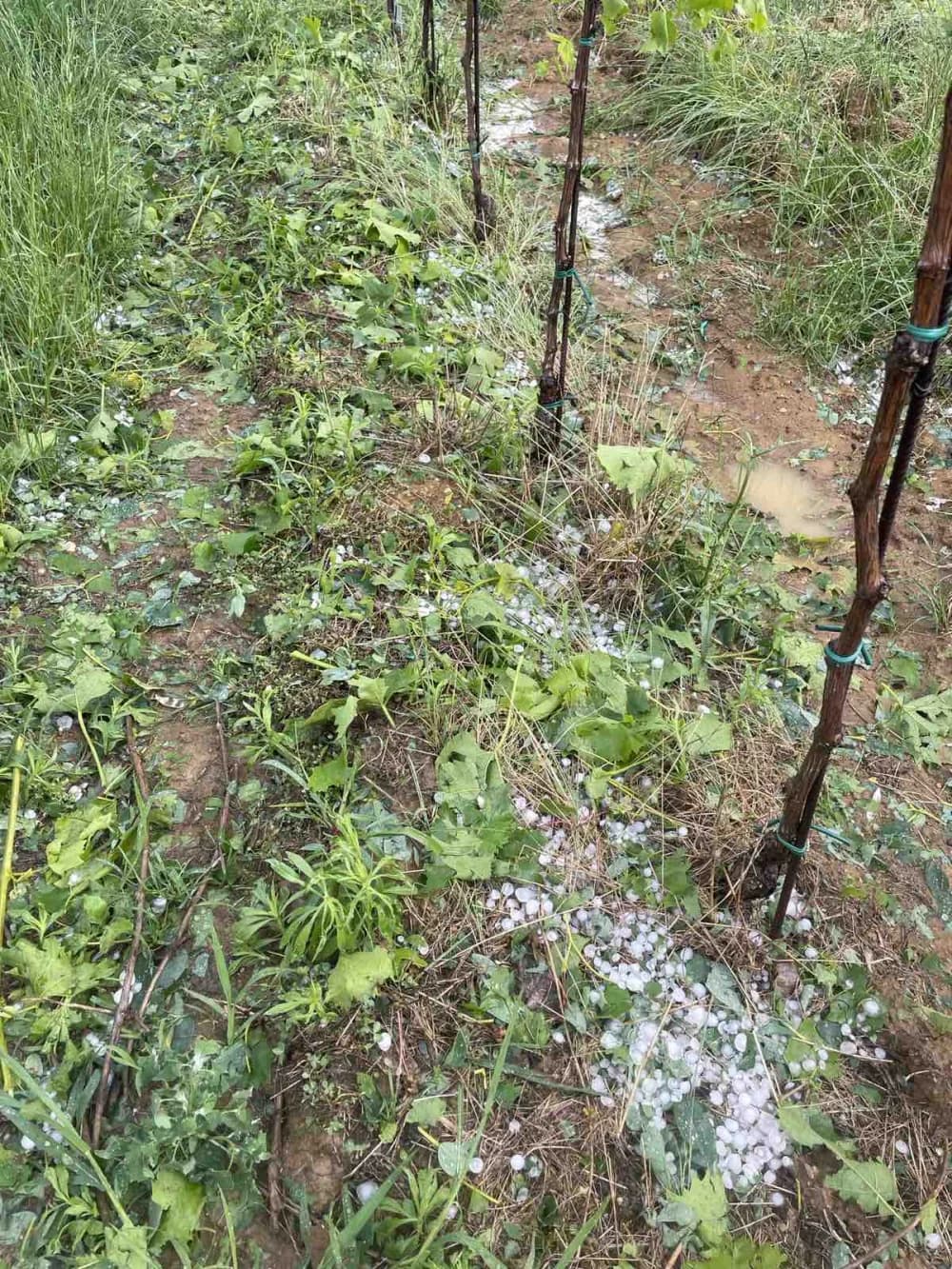 OLUJNO NEVRIJEME NA SJEVERU POŽEŠTINE: Tuča uništila vinograde i usjeve na području oko Vetova, Kaptola, Trenkova i okolnih mjesta