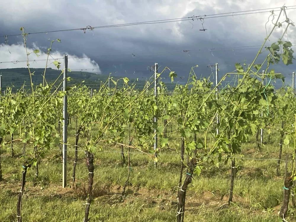 OLUJNO NEVRIJEME NA SJEVERU POŽEŠTINE: Tuča uništila vinograde i usjeve na području oko Vetova, Kaptola, Trenkova i okolnih mjesta