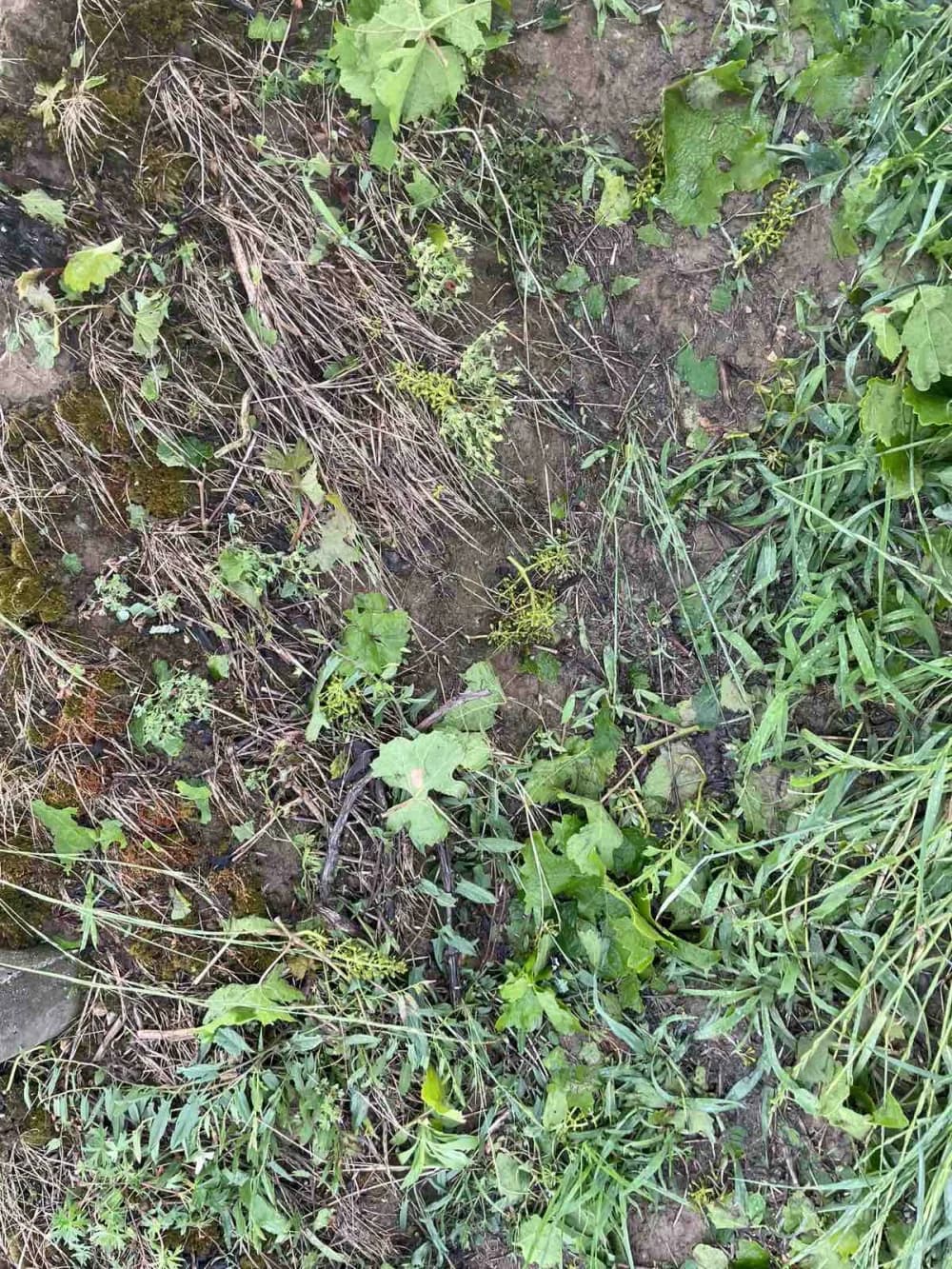 OLUJNO NEVRIJEME NA SJEVERU POŽEŠTINE: Tuča uništila vinograde i usjeve na području oko Vetova, Kaptola, Trenkova i okolnih mjesta