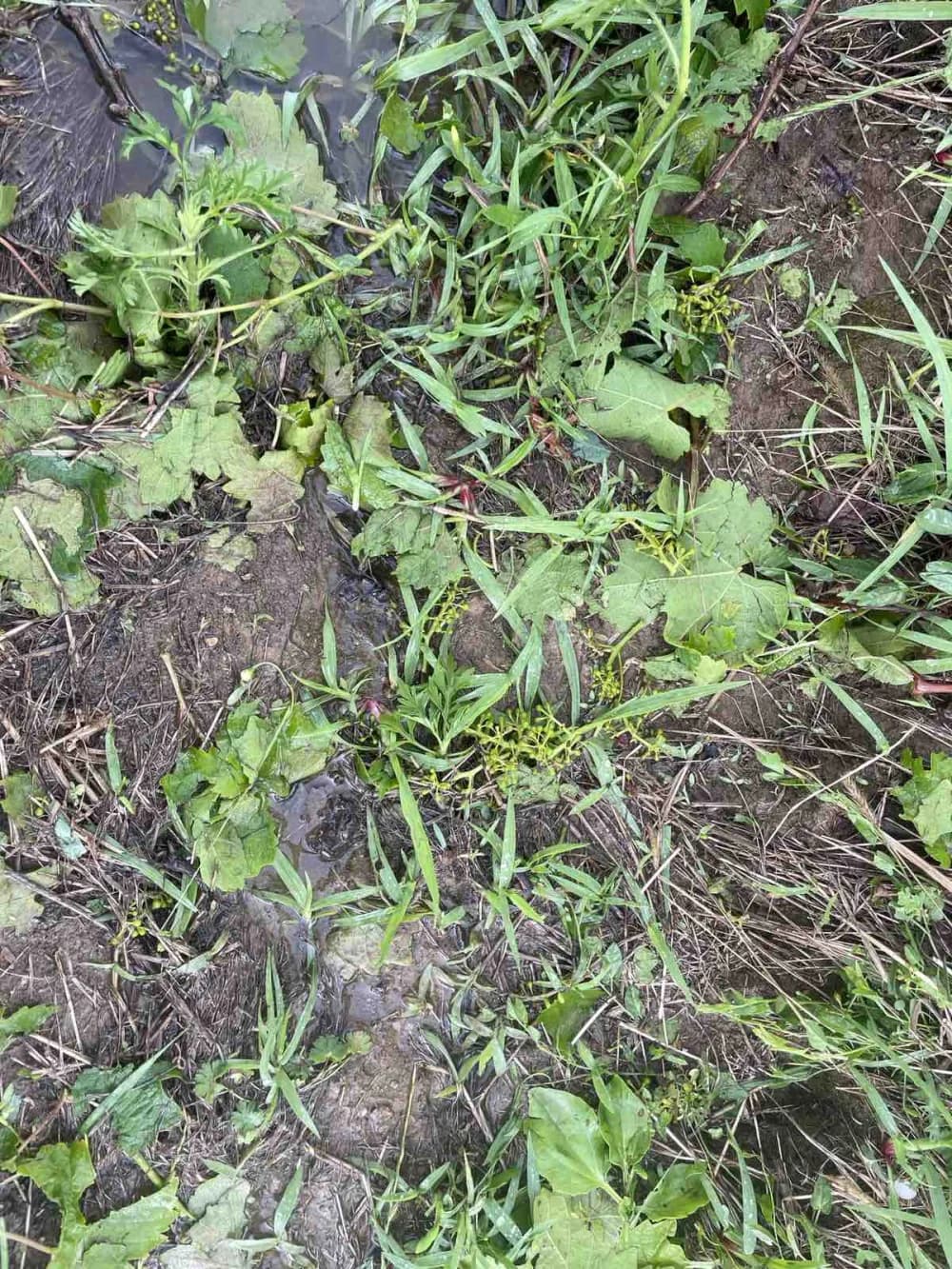 OLUJNO NEVRIJEME NA SJEVERU POŽEŠTINE: Tuča uništila vinograde i usjeve na području oko Vetova, Kaptola, Trenkova i okolnih mjesta