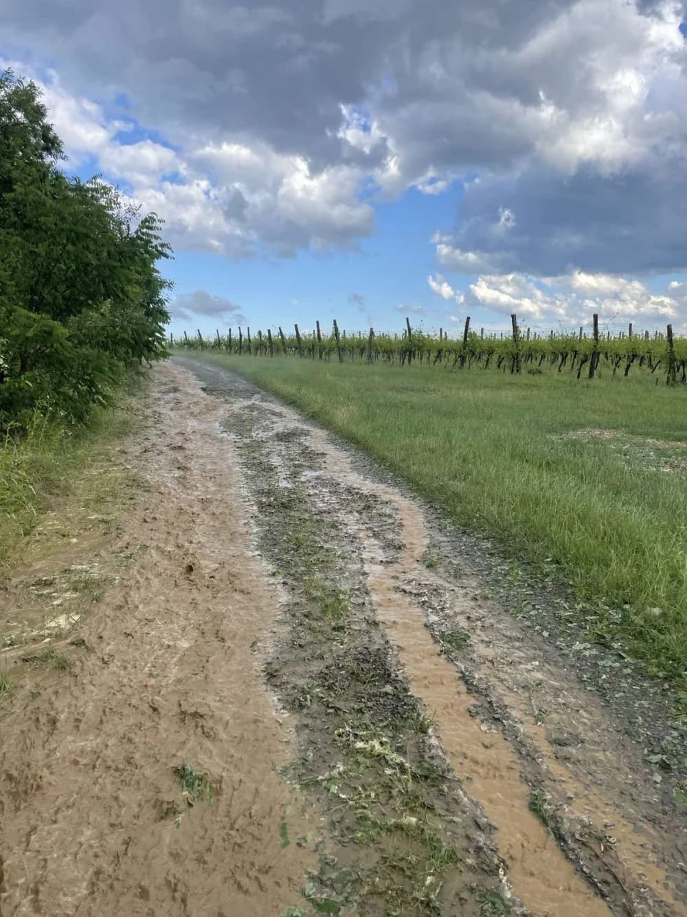 OLUJNO NEVRIJEME NA SJEVERU POŽEŠTINE: Tuča uništila vinograde i usjeve na području oko Vetova, Kaptola, Trenkova i okolnih mjesta