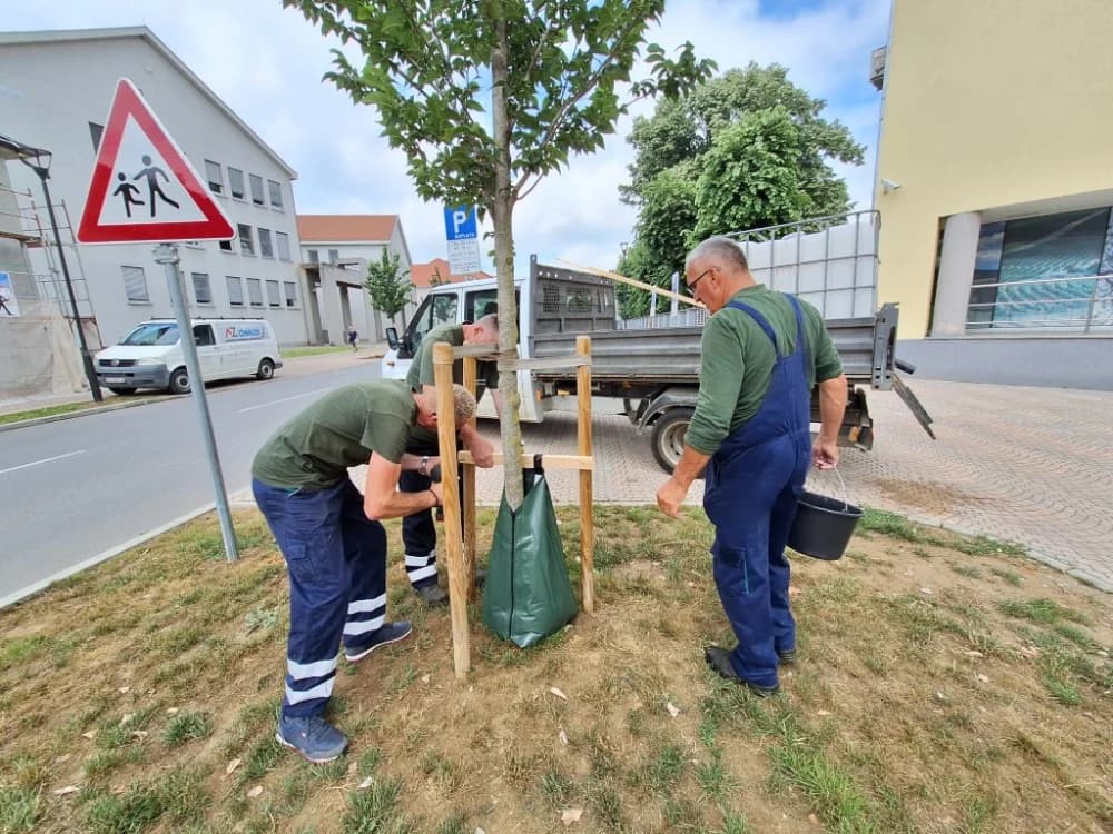 Vreće za zalijevanje postavljene su uz mlada stabla