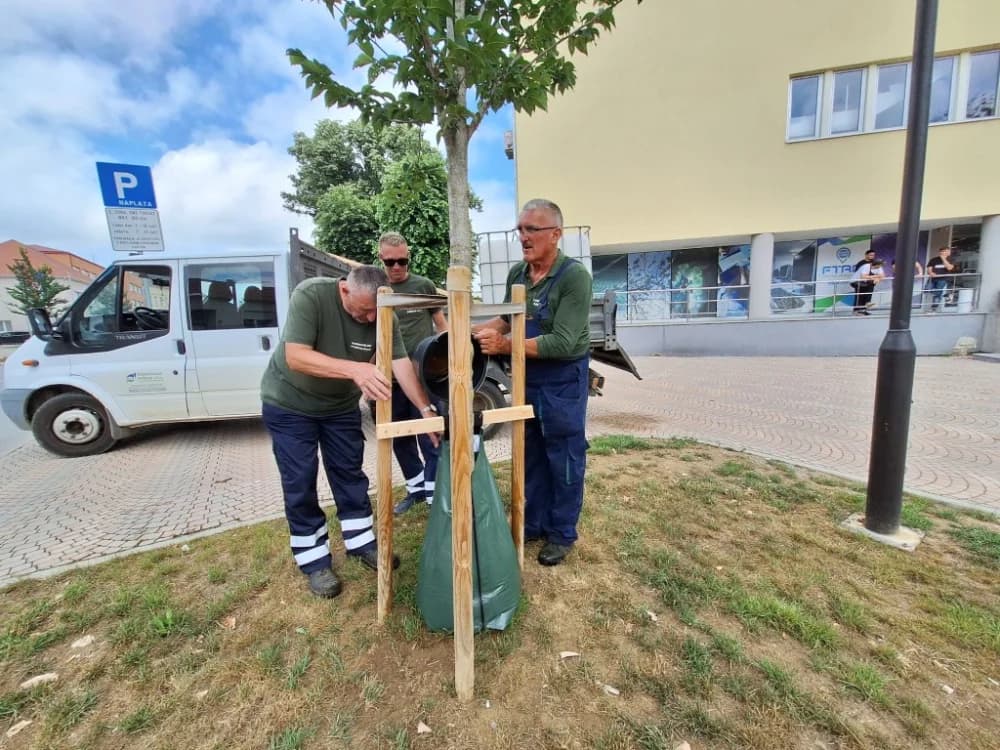 Vreće za zalijevanje postavljene su uz mlada stabla