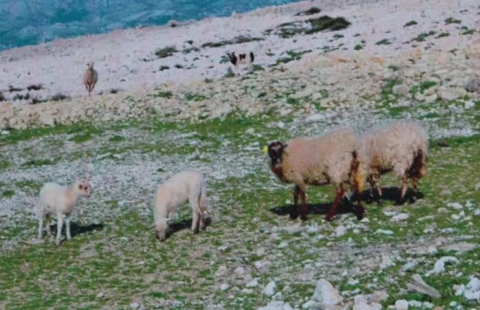 ZAVRŠNICA MULTIMEDIJALNOG PROJEKTA „MOJA.HR“: Na Trgu bećarca pobjednik za najbolji video David Županić iz Varaždinske županije