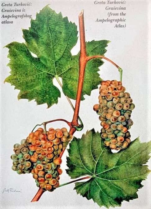 U KUTJEVU JE U LIPNJU ROĐEN Zdenko Turković-istaknuti hrvatski vinogradarski  stručnjak