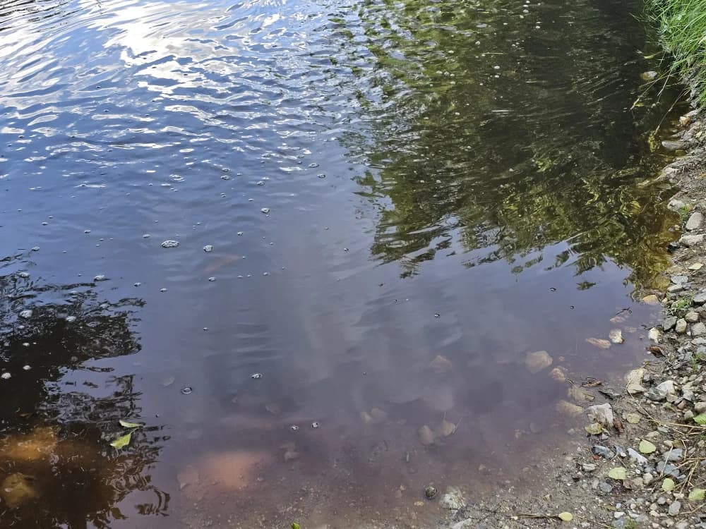 Eko incident u rijeci Veličanki kod Mihaljevaca: Vidljiv i veći pomor riba