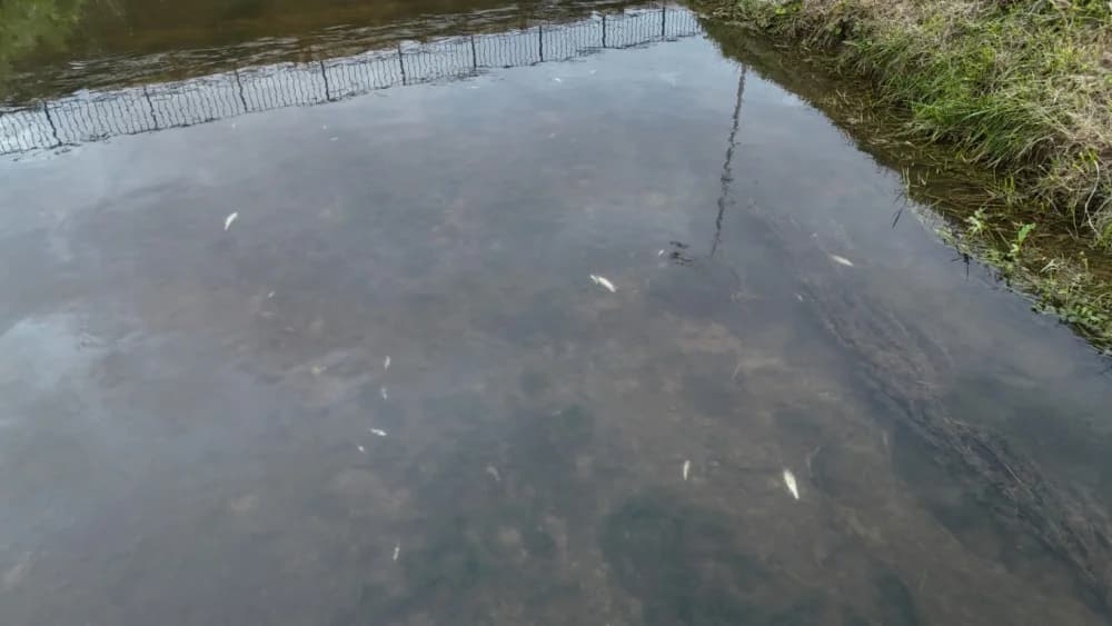 Sada pomor ribe u Veličanki i kod Gradske kuglane Požega: Utvrđuju li nadležne inspekcije uzrok?