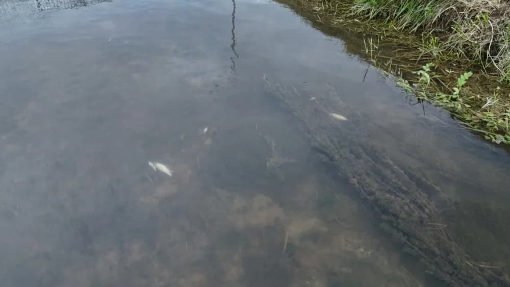 Sada pomor ribe u Veličanki i kod Gradske kuglane Požega: Utvrđuju li nadležne inspekcije uzrok?