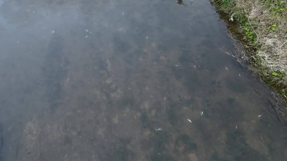 Sada pomor ribe u Veličanki i kod Gradske kuglane Požega: Utvrđuju li nadležne inspekcije uzrok?