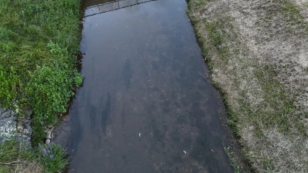 Sada pomor ribe u Veličanki i kod Gradske kuglane Požega: Utvrđuju li nadležne inspekcije uzrok?