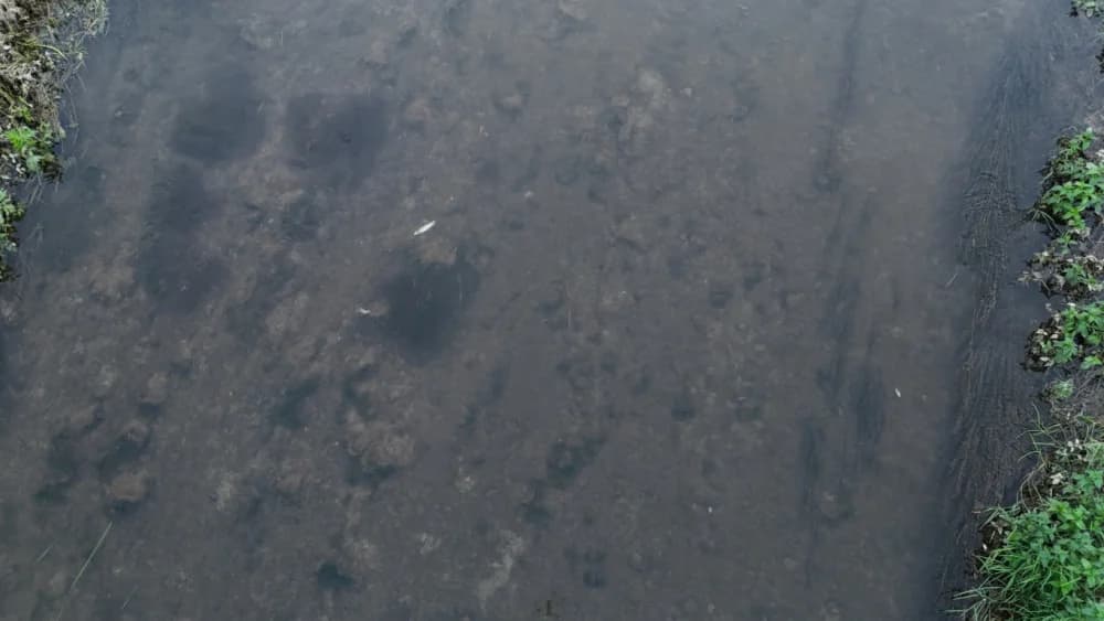 Sada pomor ribe u Veličanki i kod Gradske kuglane Požega: Utvrđuju li nadležne inspekcije uzrok?