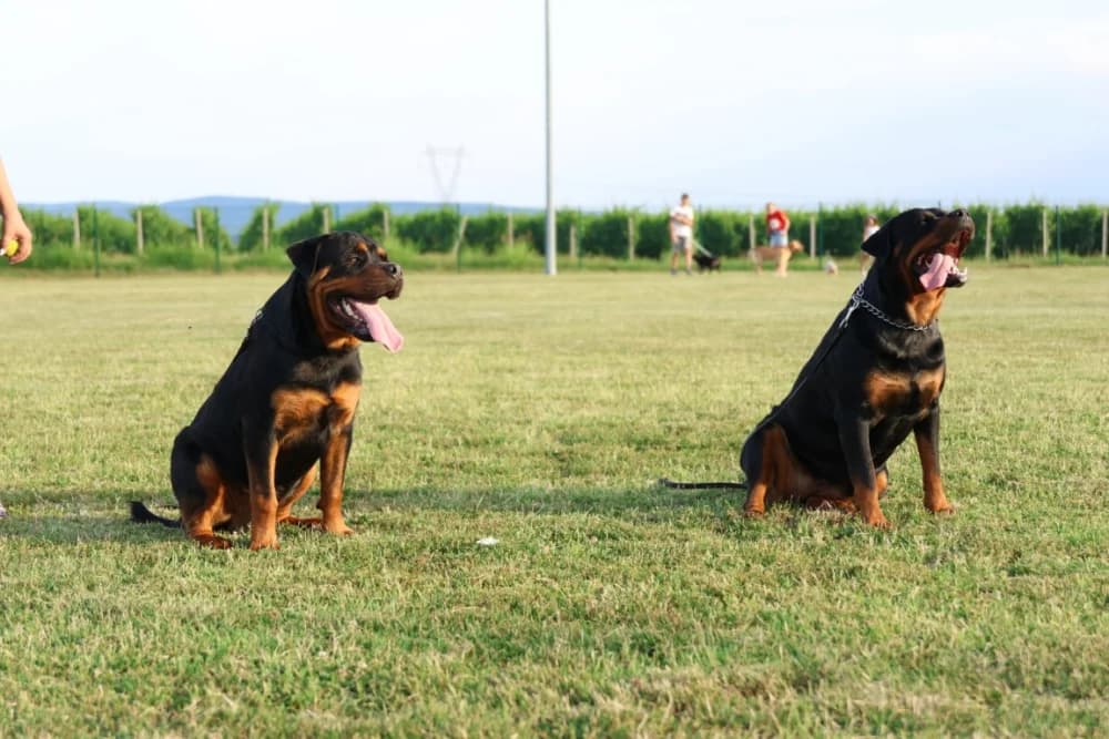 Tena i Tinki te Hrvoje i Skar pobjednici na Reviji pasa u Kutjevu