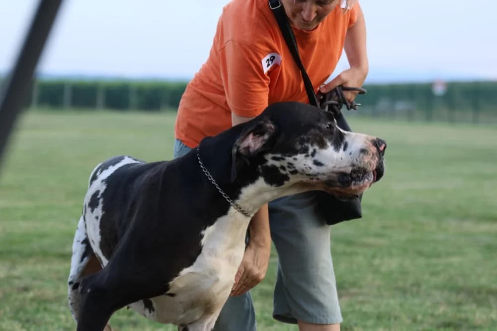Tena i Tinki te Hrvoje i Skar pobjednici na Reviji pasa u Kutjevu