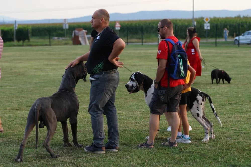 Tena i Tinki te Hrvoje i Skar pobjednici na Reviji pasa u Kutjevu