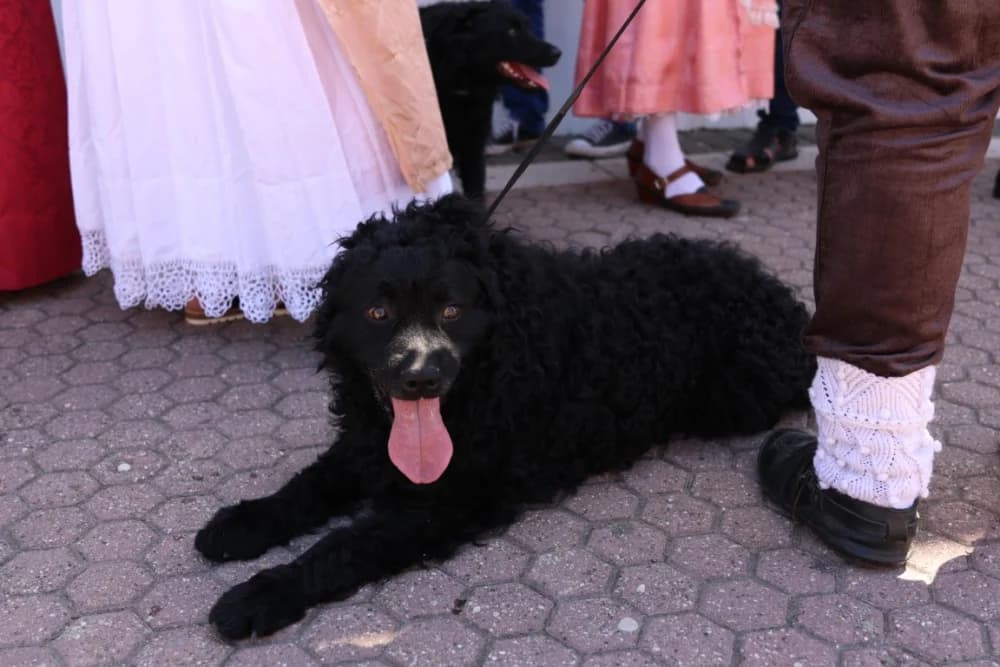 /VELIKA FOTOGALERIJA/ Ljepota tradicije i bogatstvo narodnih običaja dočarana na 58. Đakovačkim vezovima