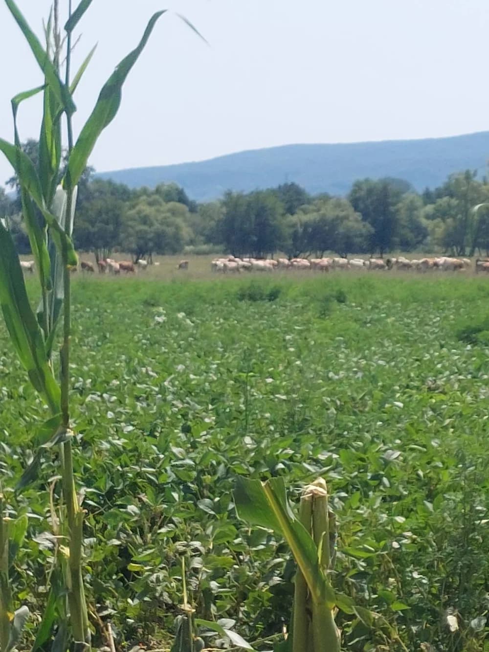 NEVOLJE NA NJIVI: Susjedove krave uništile kukuruz – tko će platiti štetu?