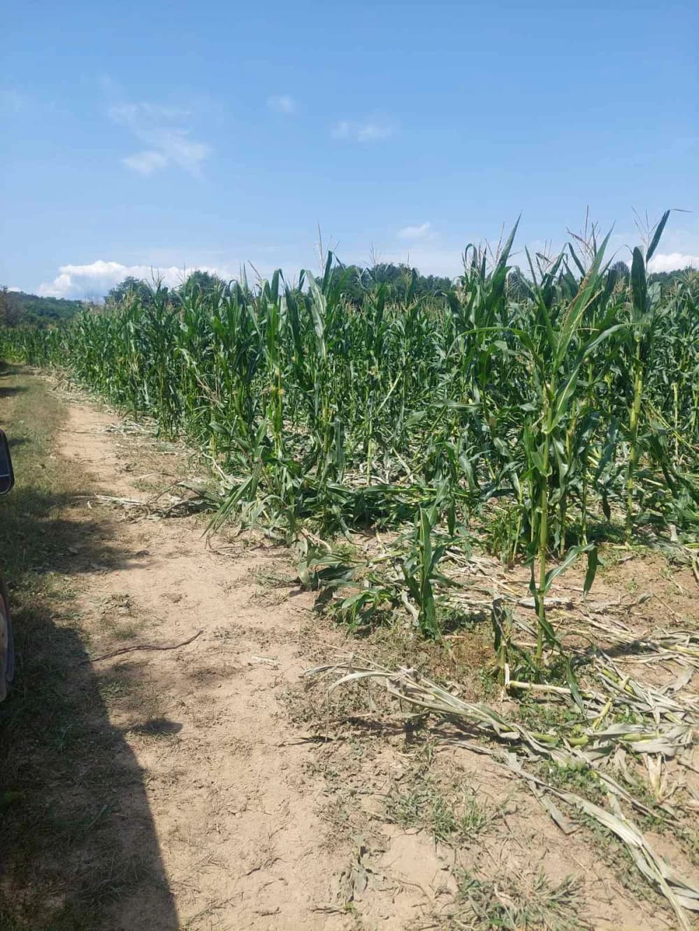 NEVOLJE NA NJIVI: Susjedove krave uništile kukuruz – tko će platiti štetu?