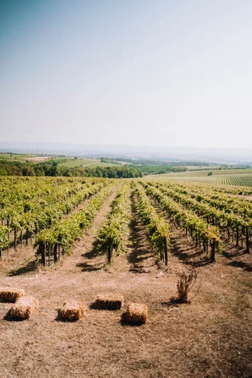 „Ideš i piješ“: Uronite u Zlatnu dolinu uz vrhunska ića i pića na papučkom wine and walku
