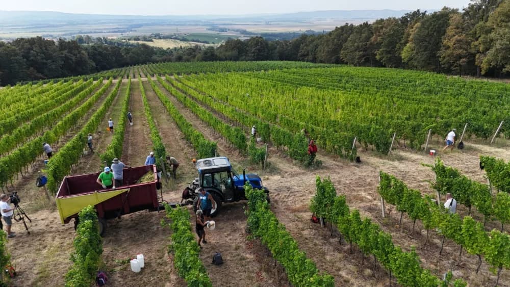 Započela nikad ranija berba u kutjevačkim vinogradima (FOTO-VIDEO)