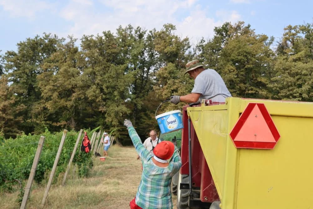 Započela nikad ranija berba u kutjevačkim vinogradima (FOTO-VIDEO)