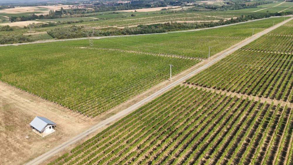 Započela nikad ranija berba u kutjevačkim vinogradima (FOTO-VIDEO)