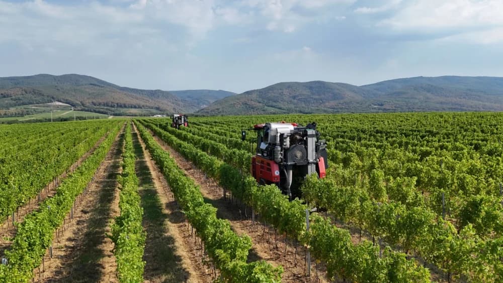 Započela nikad ranija berba u kutjevačkim vinogradima (FOTO-VIDEO)