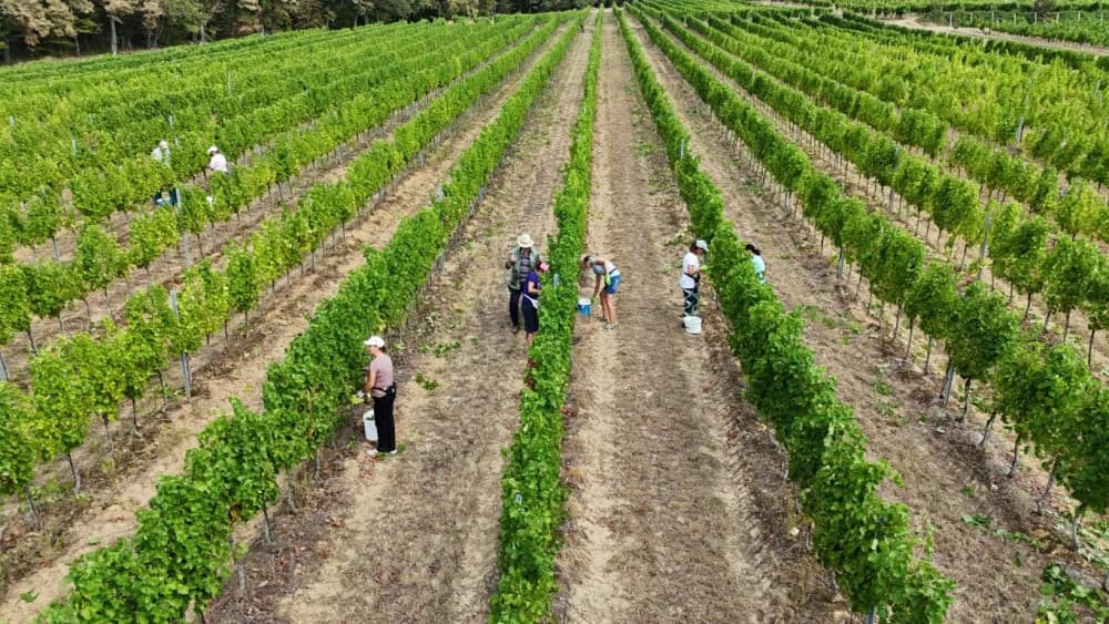 Započela nikad ranija berba u kutjevačkim vinogradima (FOTO-VIDEO)