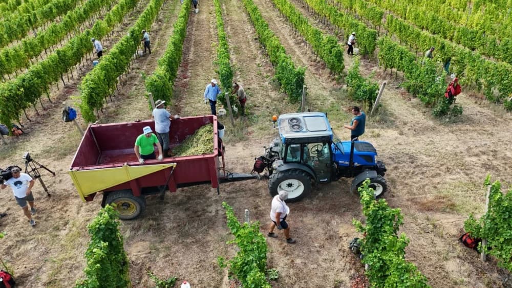 Započela nikad ranija berba u kutjevačkim vinogradima (FOTO-VIDEO)