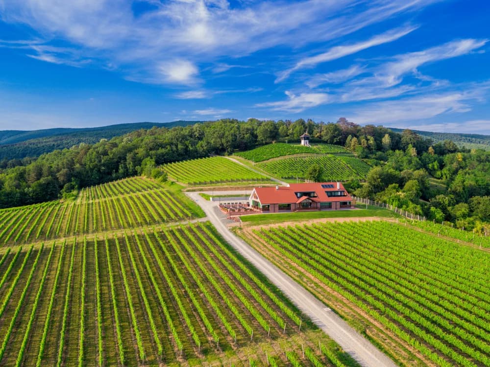 Hike&Wine izlet vodi ljubitelje prirode i slavonskih delicija po kutjevačkom vinogorju i papučkim prostranstvima