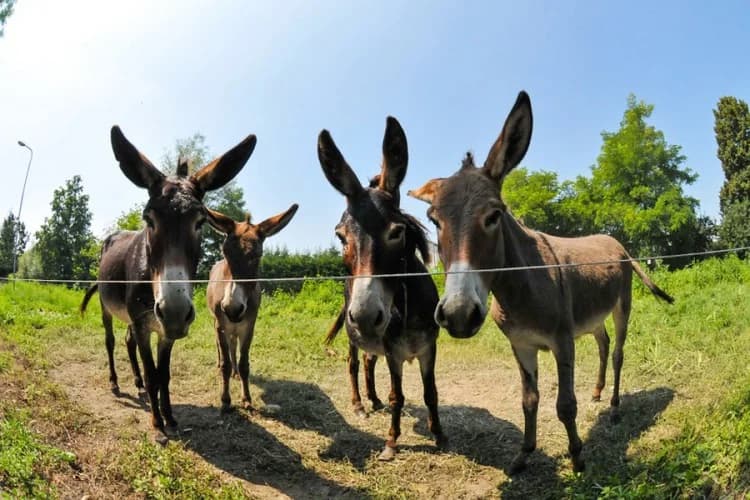 Čak se i magarci kradu na području grada Požege: Radi magarećeg mlijeka ili!?