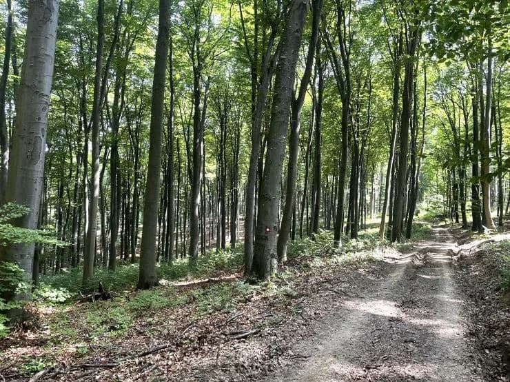 (NAJAVA) TRAIL „SOVSKO JEZERO 2024“ : U subotu treća zaredom utrka u jezerskom prirodnom okruženju