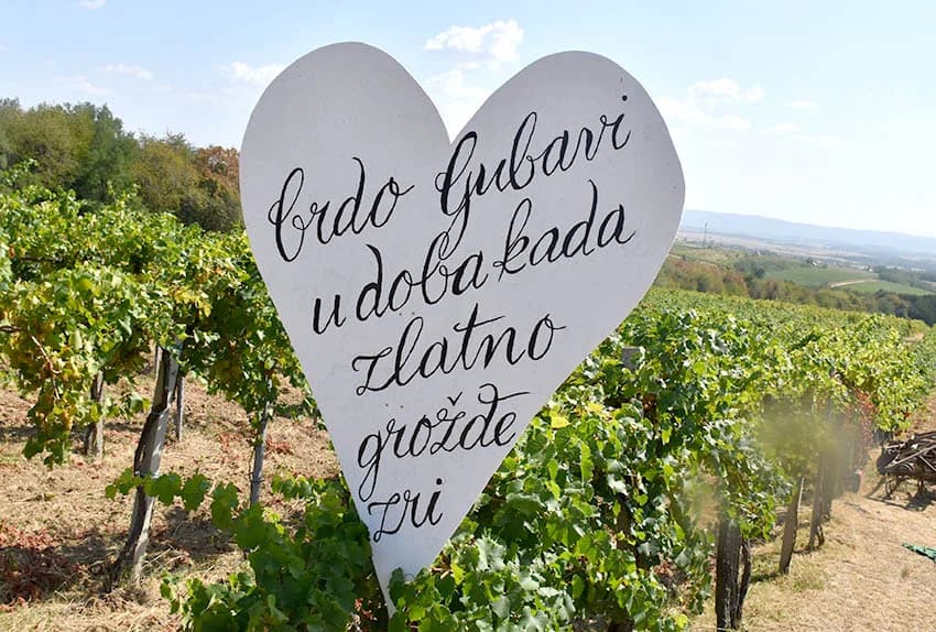 “IDEŠ I PIJEŠ” : Kaptolačkim vinogorjem prošlo više od 450 sudionika