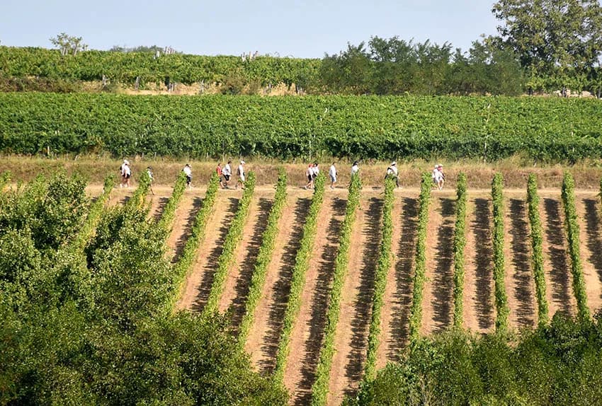 “IDEŠ I PIJEŠ” : Kaptolačkim vinogorjem prošlo više od 450 sudionika