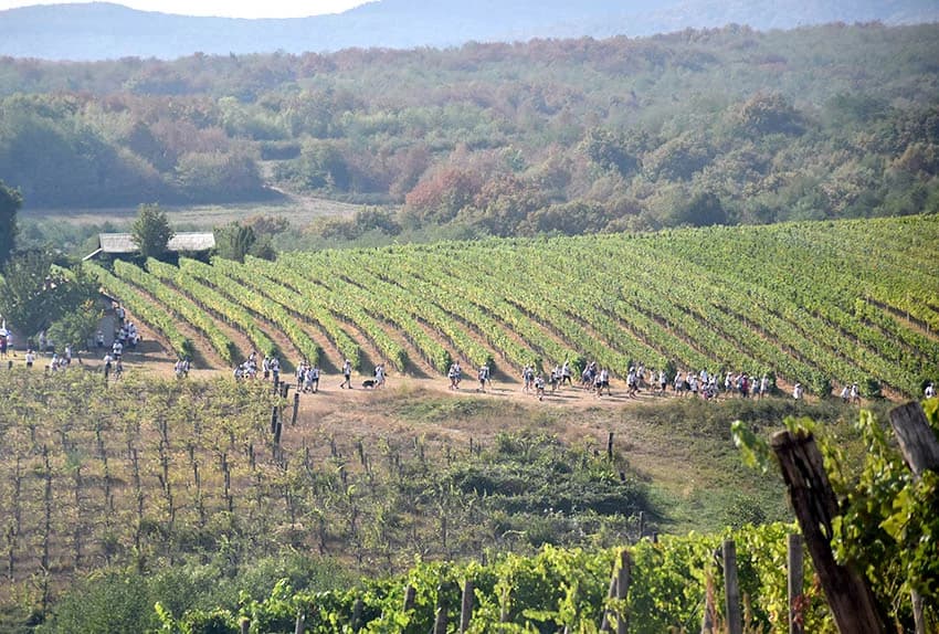 “IDEŠ I PIJEŠ” : Kaptolačkim vinogorjem prošlo više od 450 sudionika