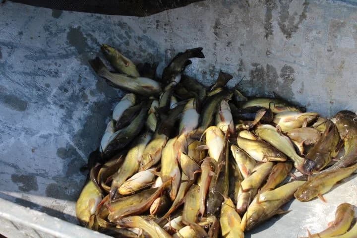 Na četvrtoj „Cverglijadi“ sudjelovalo 36 natjecatelja i ulovljeno 53, 57 kg cvergla