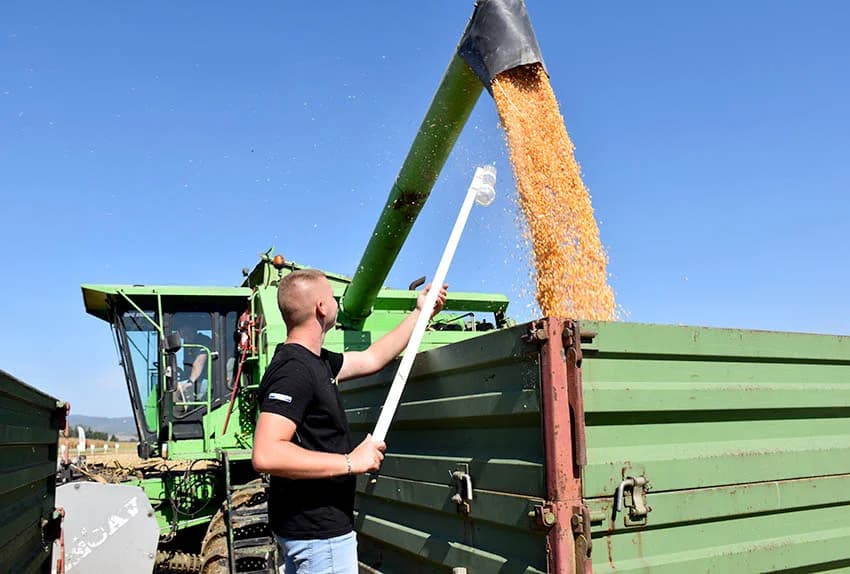 Hibridi koji daju rekordne prinose /FOTO/
