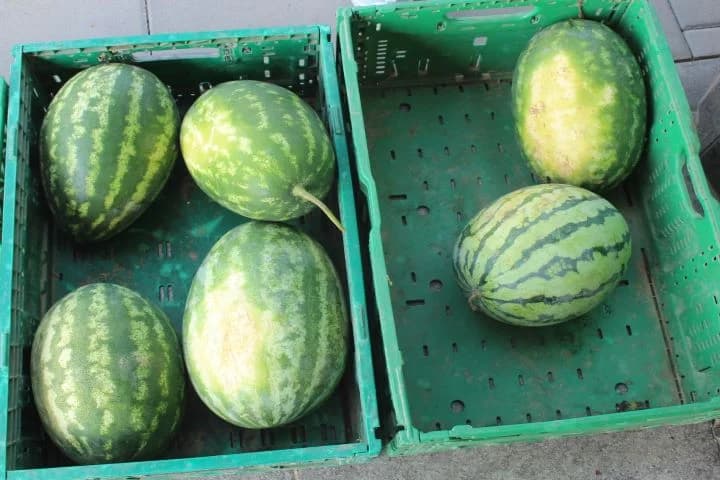 Najbolji ajvar pripremile Natalija Kristek iz Tekića i Marica Uhrin iz Pleternice