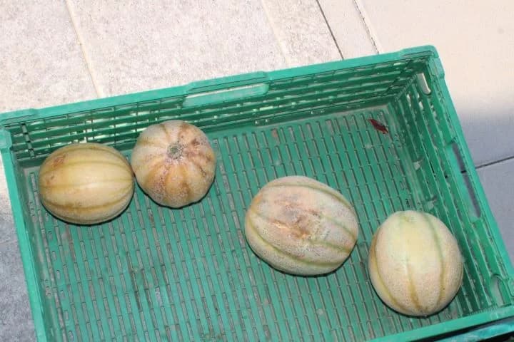 Najbolji ajvar pripremile Natalija Kristek iz Tekića i Marica Uhrin iz Pleternice